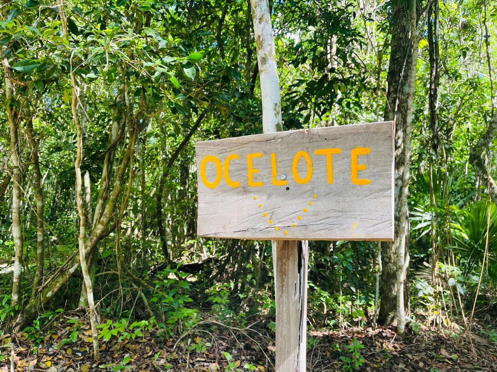 Jolie Jungle Eco Hotel (Adults Only) Leona Vicario Værelse billede