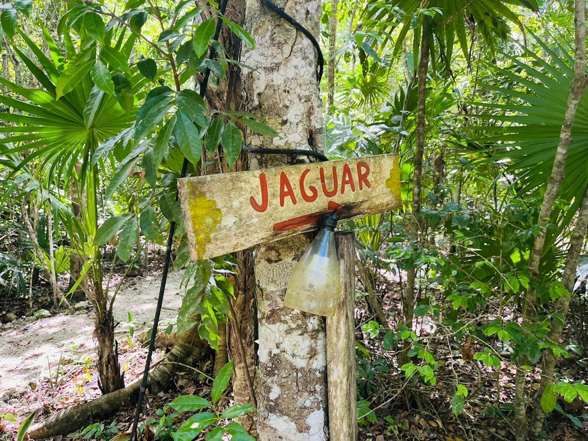 Jolie Jungle Eco Hotel (Adults Only) Leona Vicario Værelse billede